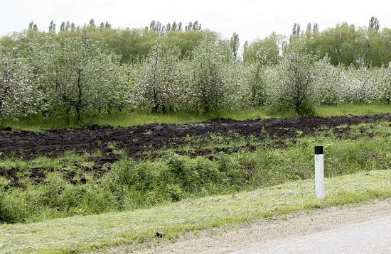 цветущие сады