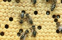 Расплод пчелиной семьи и пчелы