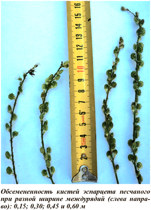 Обсемененность кистей эспарцета песчаного при разной ширине междурядий