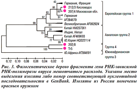 Филогенетическое дерево фрагмента гена РНК-зависимой РНК-полимеразы вируса мешотчатого расплода