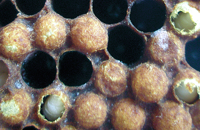 Больной пчелиный расплод, вирус мешотчатого расплода