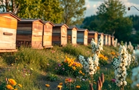 Пасека летом