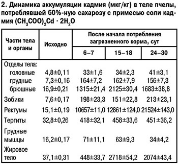 Динамика аккумуляции кадмия в теле пчел