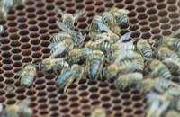пчелы и матки на сотах