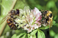 пчела и шмель на цветке