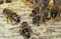 пчелы на соте