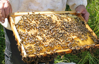 Мой взгляд на коллапс пчелиных семей