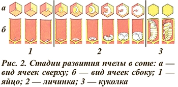 Стадии развития пчелы в соте
