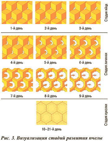 Визуализация стадий развития пчелы