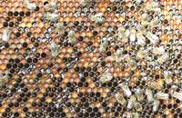 Соты — основа гнезда пчелиной семьи