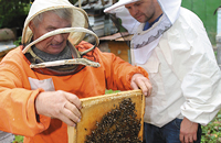 Антропогенное воздействие на жизнедеятельность и продуктивность пчелиных семей