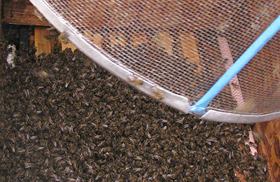термообработка пчел