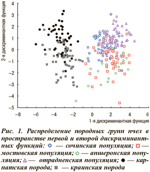 Распределение породных групп пчел в пространстве первой и второй дискриминантных функций