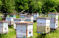 Приокские пчелы в Рязанской области