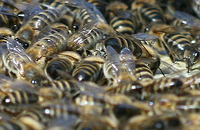 Осенние пчелы — неиспользованный резерв семьи