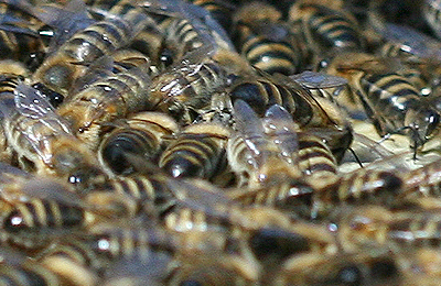 пчелы на сотах