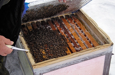 Купить улей для пчел в Беларуси