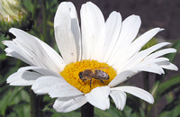 пчела на ромашке