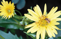 Развитие пчеловодства в условиях глобального потепления и варроатозной ситуации