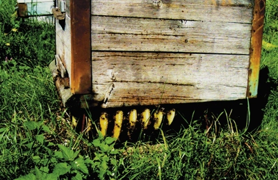 пчелы под ульем