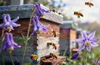 Пчелы летят к улью