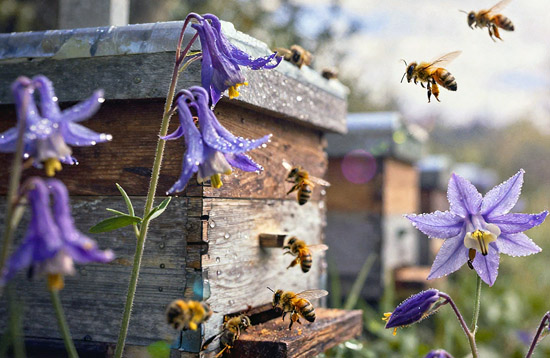 Пчелы летят к улью