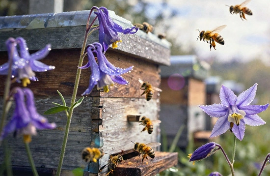 Пчелы летят к улью