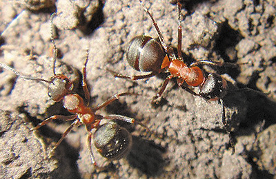 красные муравьи