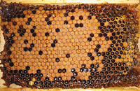 Развитие печатного расплода пчел в гипогеомагнитном поле