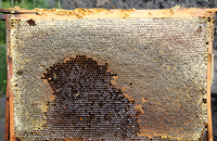 Теплозащитные качества пчелиных сотов и утеплителей гнезда