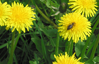 Комбинированный метод выявления посещаемых пчелами медоносов и пыльценосов 