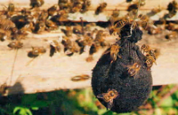 Агрессивность среднерусских пчел и особенности ее проявления