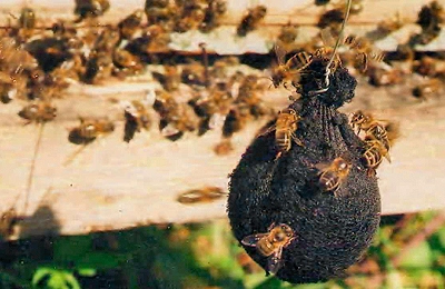 анализ агрессивности и ужалений среднерусских пчел