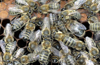 Микроэлементы в организмах пчелы и клеща варроа