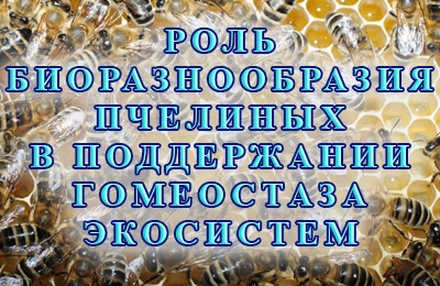 конференция