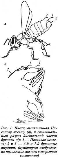 Пчела, выпятившая На- сонову железу