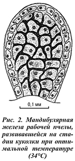Мандибулярная железа рабочей пчелы, развивавшейся на стадии куколки при оптимальной температуре 