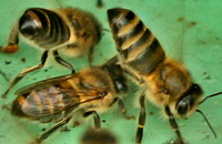 выпячивание железы Насонова пчелами