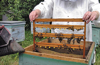 Условия производства качественных пчелиных маток