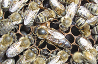 Зависимость плодовитости маток от дозы йода в подкормках пчелиных семей