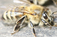 Изменчивость размеров, жилкования и асимметричности крыльев у пчел