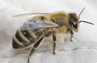Биотехнологический способ снижения зараженности пчел нозематозом