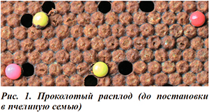 Проколотый пчелиный расплод