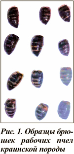 Образцы брюшек рабочих пчел краинской породы