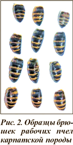 Образцы брюшек рабочих пчел карпатской породы