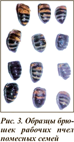 Образцы брюшек рабочих пчел помесных семей