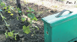 Улей для пчел в теплице