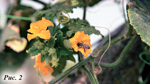 Пчелы на цветках огурца в теплице