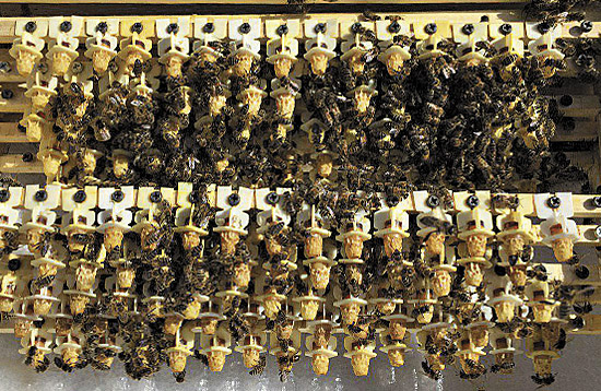 вывод маток