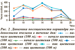 Посещаемость кориандра медоносными пчелами